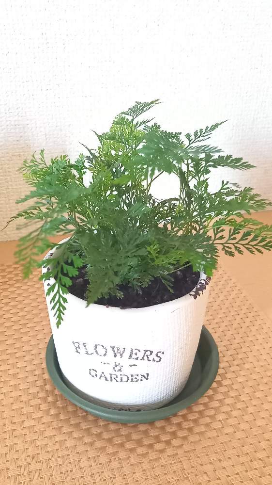 シノブの投稿画像 by ガジュマルさん｜玄関ディスプレイと観葉植物を 