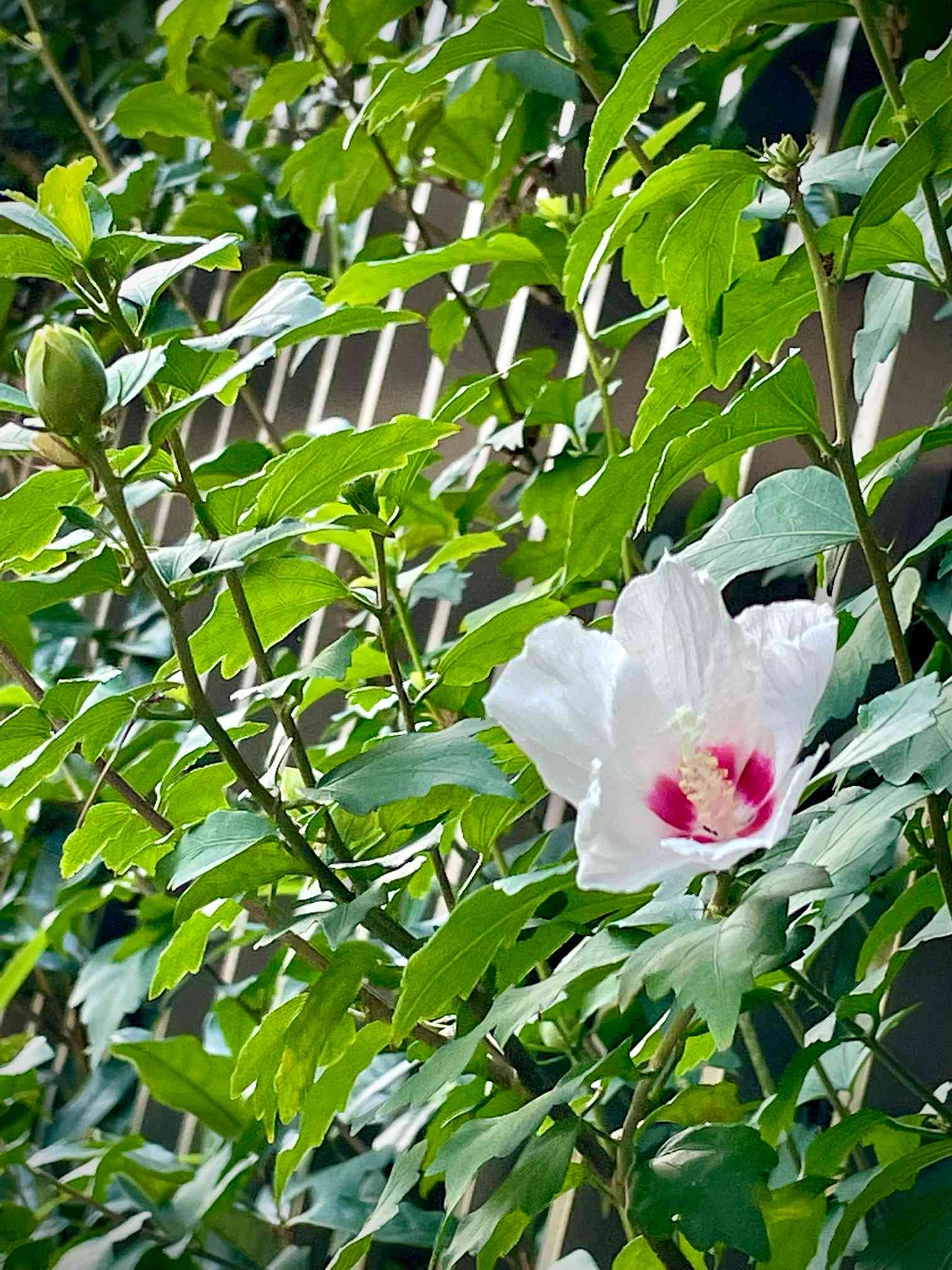 ムクゲ苗 おまけ付き〜！ 【公式通販】