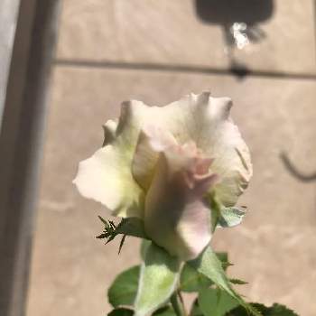 ブライダルの画像 by ケセラセラさん | 名前を教えて！と白い花と薔薇♪とブライダル