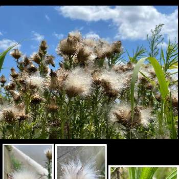 アメリカオニアザミの綿毛の投稿画像一覧 Greensnap グリーンスナップ