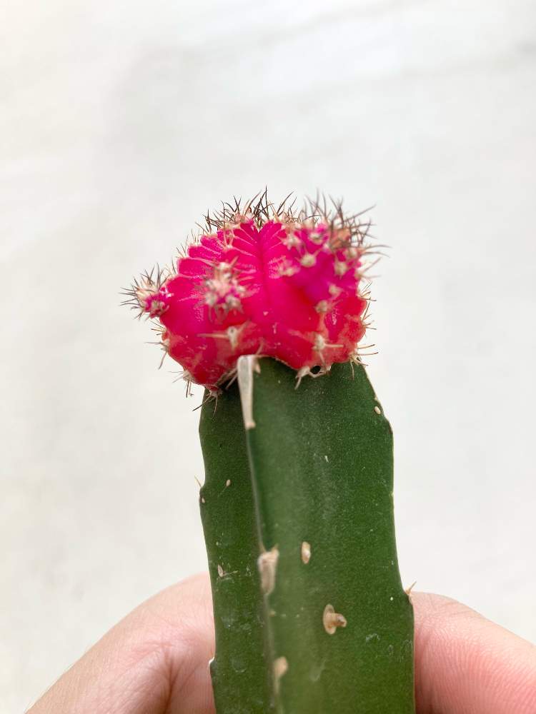 ピンク牡丹の投稿画像 By ヒロシさん 多肉植物と葉焼けと水やりと腐食と萎れると植え替えと根腐れと相談と育て方と多肉植物と葉 焼けと水やりと腐食と萎れると植え替えと根腐れと相談と育て方 21月7月25日 Greensnap グリーンスナップ Greensnap グリーン