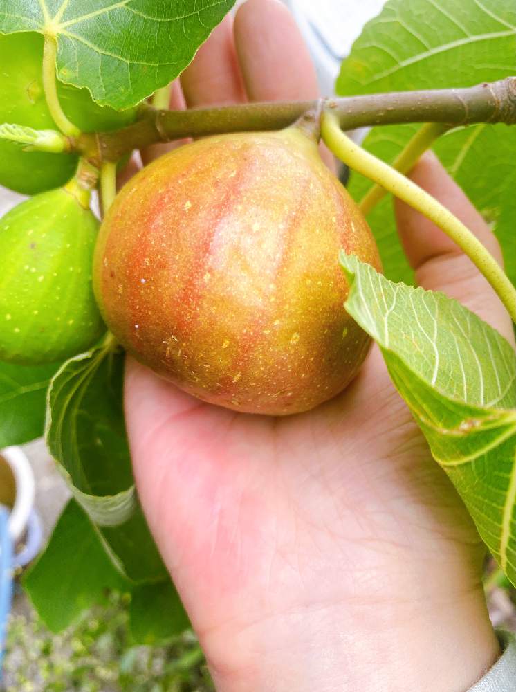 イチジクの投稿画像 By なおっちさん 果樹とプランター栽培 21月7月25日 Greensnap グリーンスナップ