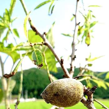 アーモンドの実の投稿画像一覧 Greensnap グリーンスナップ