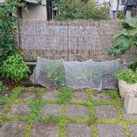 ヒメウツギの育て方 水やりや植え替えの時期 剪定方法は Greensnap グリーンスナップ