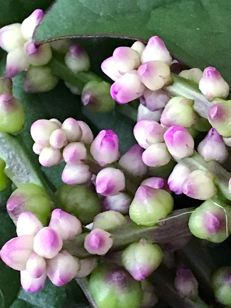 ツルムラサキの投稿画像 By トラプンさん 21月7月25日 Greensnap グリーンスナップ