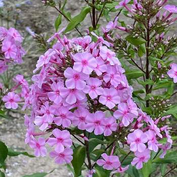 フロックス 花魁草 の投稿画像一覧 Greensnap グリーンスナップ