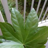 ヤツデの育て方 挿し木や種まきのコツは 虫はつかない Greensnap グリーンスナップ ヤツデの育て方 挿し木や種まきのコツは 虫はつかない Greensnap グリーンスナップ