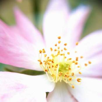 ２番花の画像 by nanaさん | 小さな庭とマイガーデンと２番花とスマホ撮影