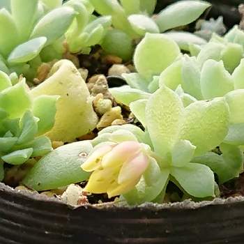 花芽の葉挿しの投稿画像一覧 Greensnap グリーンスナップ