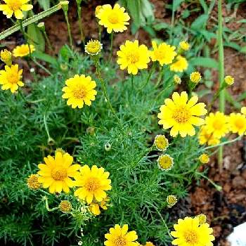 夏日☀️の画像 by のぶさん | 小さな庭と黄色の小さな花とダールベルグデージー☆と夏日☀️とさんたまめ❔