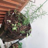 レモンタイムの育て方 日当たり加減や種まきの時期は Greensnap グリーンスナップ レモンタイムの育て方 日当たり加減や種まきの時期は Greensnap グリーンスナップ