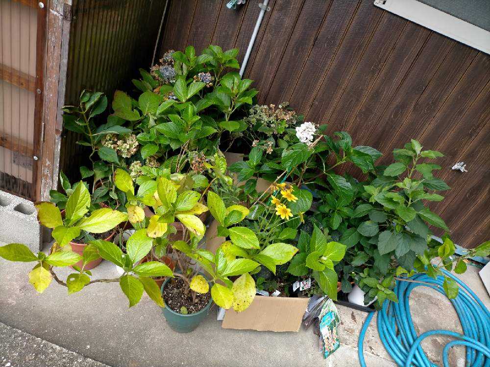 21 7 23 祖母の家ガーデン Greensnap グリーンスナップ