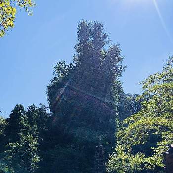 巨木シリーズの画像 by のぷうさん | お出かけ先とイチョウと巨木シリーズと イチョウの木と樹木と緑のある暮らしと緑のある生活と巨木
