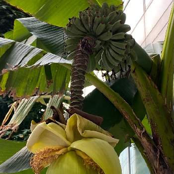 バナナの花の投稿画像一覧 Greensnap グリーンスナップ