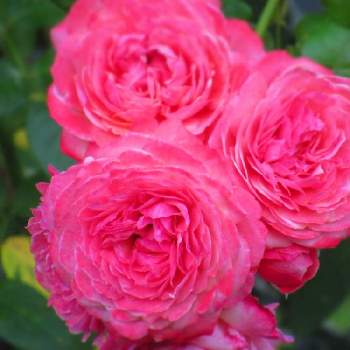 アウグスタルイーゼ＊の画像 by サワーポメロさん | ばら バラ 薔薇と近くの公園と素敵な庭に✨と皆様に感謝と朝の散歩と花のある暮らしとアウグスタルイーゼ＊