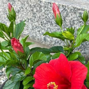 赤いハイビスカス♡の画像 by シクラメンさん | 小さな庭とハイビスカス サマーブリーズと赤いハイビスカス♡と咲いた 開いたと元気もらえるとお花とグリーンのある暮らしとお疲れ様でしたと夏色とハイビスカス-2021