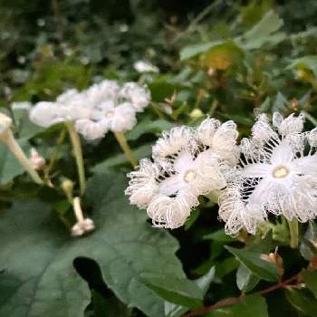 ウリ科の投稿画像一覧 Greensnap グリーンスナップ