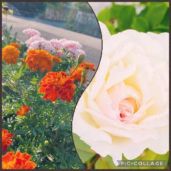 クラシックチュチュの画像 by まゆさん | 小さな庭とマリーゴールドとペンタス アップルブロッサムとクラシックチュチュと種からの幸せとばら バラ 薔薇とバラの家と花壇と種から