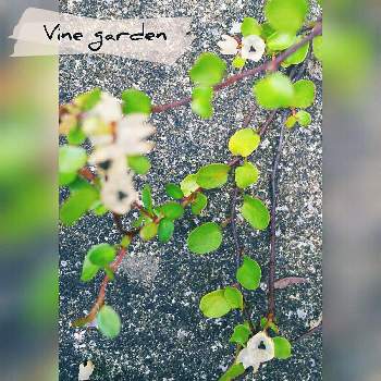 ワイヤープランツの花の画像 by ツル植物だらけの庭さん | 車庫とワイヤープランツの花とグランドカバーと夏の花
