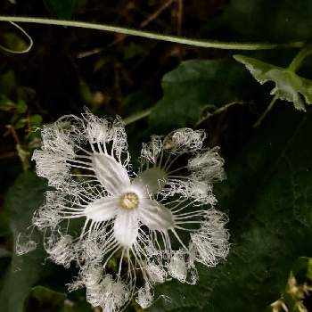 ウリ科の投稿画像一覧 Greensnap グリーンスナップ