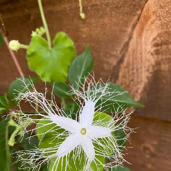 ウリ科の投稿画像一覧 Greensnap グリーンスナップ