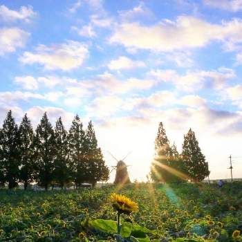 朝陽の画像 by のりさん | お出かけ先とヒマワリと朝陽と大切な時間とあけぼの山農業公園と夏を彩るひまわり2021
