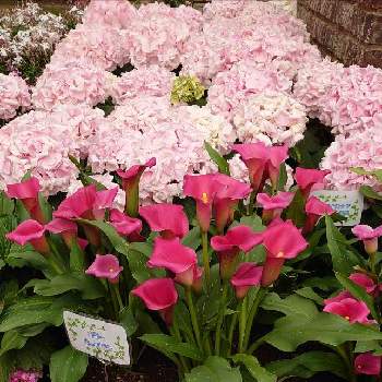 ピンクの紫陽花の投稿画像一覧 Greensnap グリーンスナップ