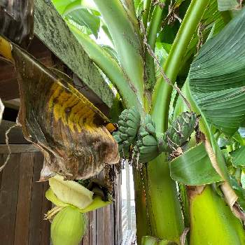 バナナの花の投稿画像一覧 Greensnap グリーンスナップ