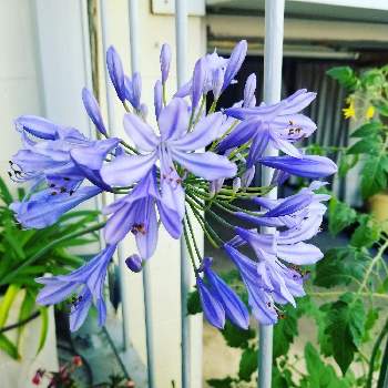 アガパンサス属の投稿画像一覧 Greensnap グリーンスナップ