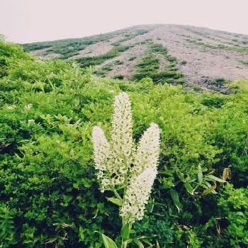 福島の画像 by 白山吉光さん | お出かけ先と山野草と一切経山と2021と登山と福島