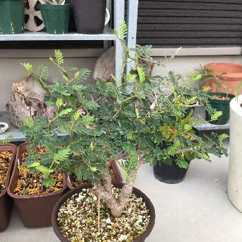 センナメリディオナリスの投稿画像一覧 Greensnap グリーンスナップ