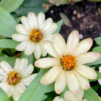 ジニア シンデレラ の投稿画像一覧 Greensnap グリーンスナップ