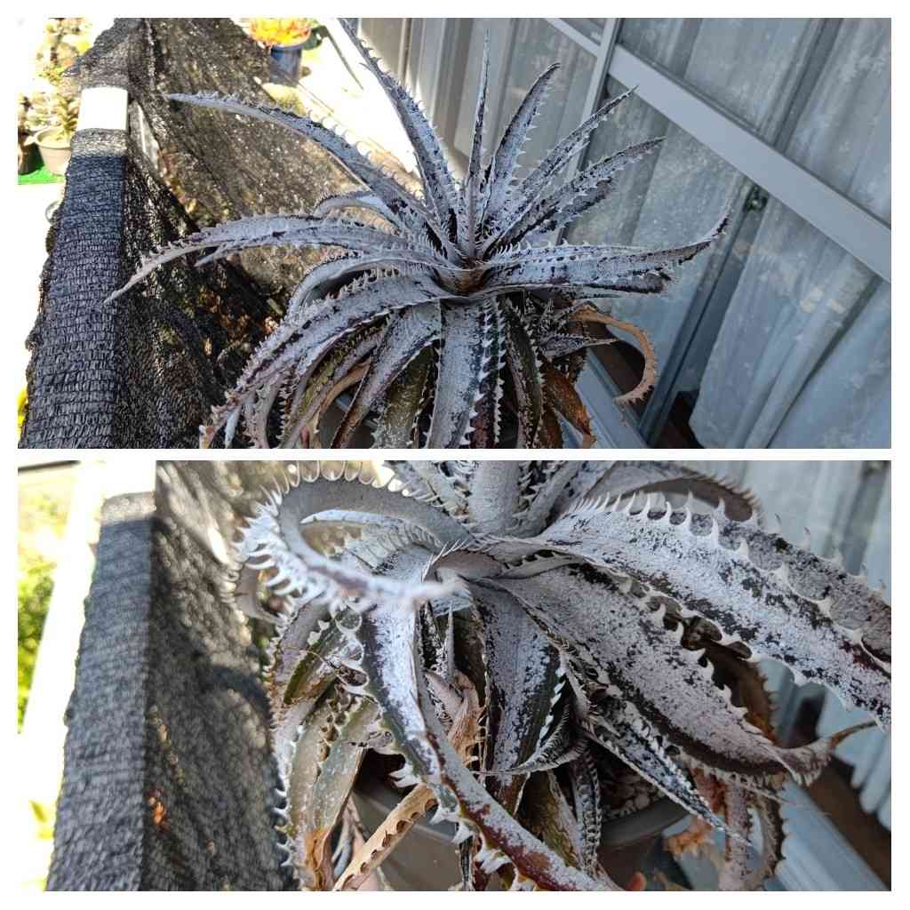 グランマルニエ　ホワイトフォリッジ PLANCHU 観葉植物 ディッキア グランマルニエホワイトフォリッジ 3.5号