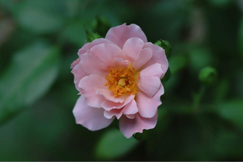 小さな庭の画像 by tokitokiさん | 小さな庭とラベンダーピノキオとバラ・オールドローズとバラ・ミニバラとばら バラ 薔薇と月曜日にはバラを