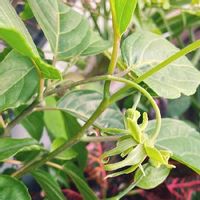 イランイランの育て方 鉢植えや水やりの方法は 冬は越せる Greensnap グリーンスナップ