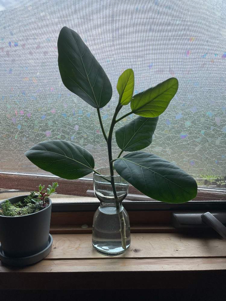 ベンガレンシスを水挿で増やす Greensnap グリーンスナップ