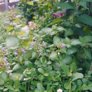 クラピアk5の画像 by naluさん | 小さな庭とラミウムとクラピアk5と開花とガーデニングとガーデニング初心者とgs初心者
