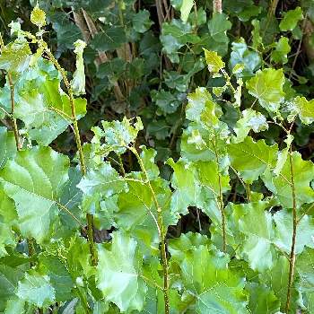 ポプラの投稿画像一覧 Greensnap グリーンスナップ