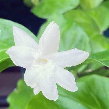 ピカケ ジャスミン の投稿画像一覧 Greensnap グリーンスナップ