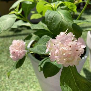 山紫陽花 伊予獅子手毬の投稿画像一覧 Greensnap グリーンスナップ