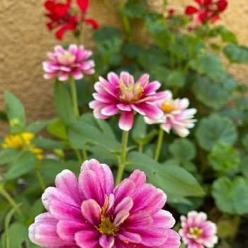 ゼラニウム カリエンテの投稿画像一覧 Greensnap グリーンスナップ