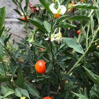 フユサンゴ,タマサンゴ,公園,道端の草花,花壇の画像