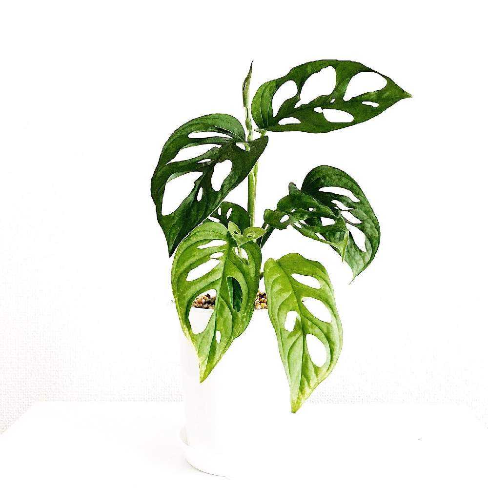 カット苗のマドカズラを早く増やす方法｜🍀GreenSnap（グリーン