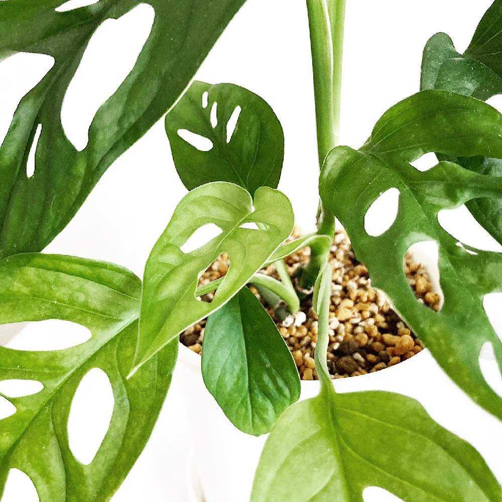 カット苗のマドカズラを早く増やす方法｜🍀GreenSnap（グリーン