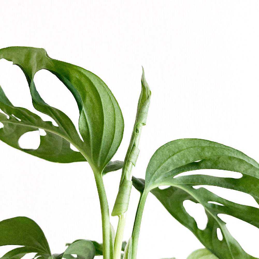 カット苗のマドカズラを早く増やす方法｜🍀GreenSnap（グリーン