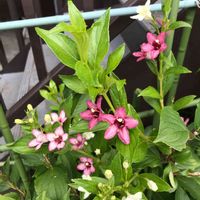 ウツギ,箱根空木（ハコネウツギ）,公園,鉢植え,花壇の画像