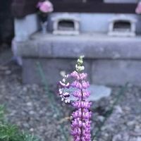 ルピナスの育て方 種まきや夏越しのコツは こぼれ種からも花は咲く Greensnap グリーンスナップ