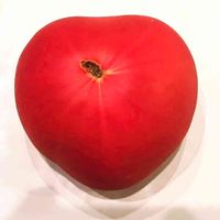 トマト,トマト,かわいい,赤い実,夏野菜の画像