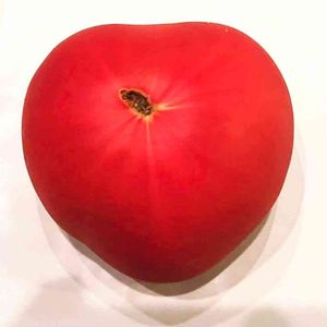 トマト,かわいい,赤い実,夏野菜,がんばれ！の画像