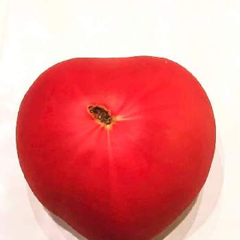 四角豆の画像